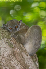 sportive lemur